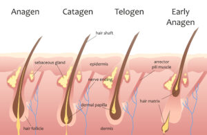 darstellung der verschiedenen phasen des haarwachstumszyklus